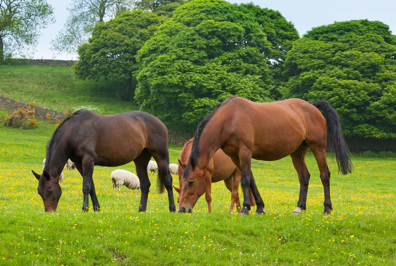 Liver disease in horses